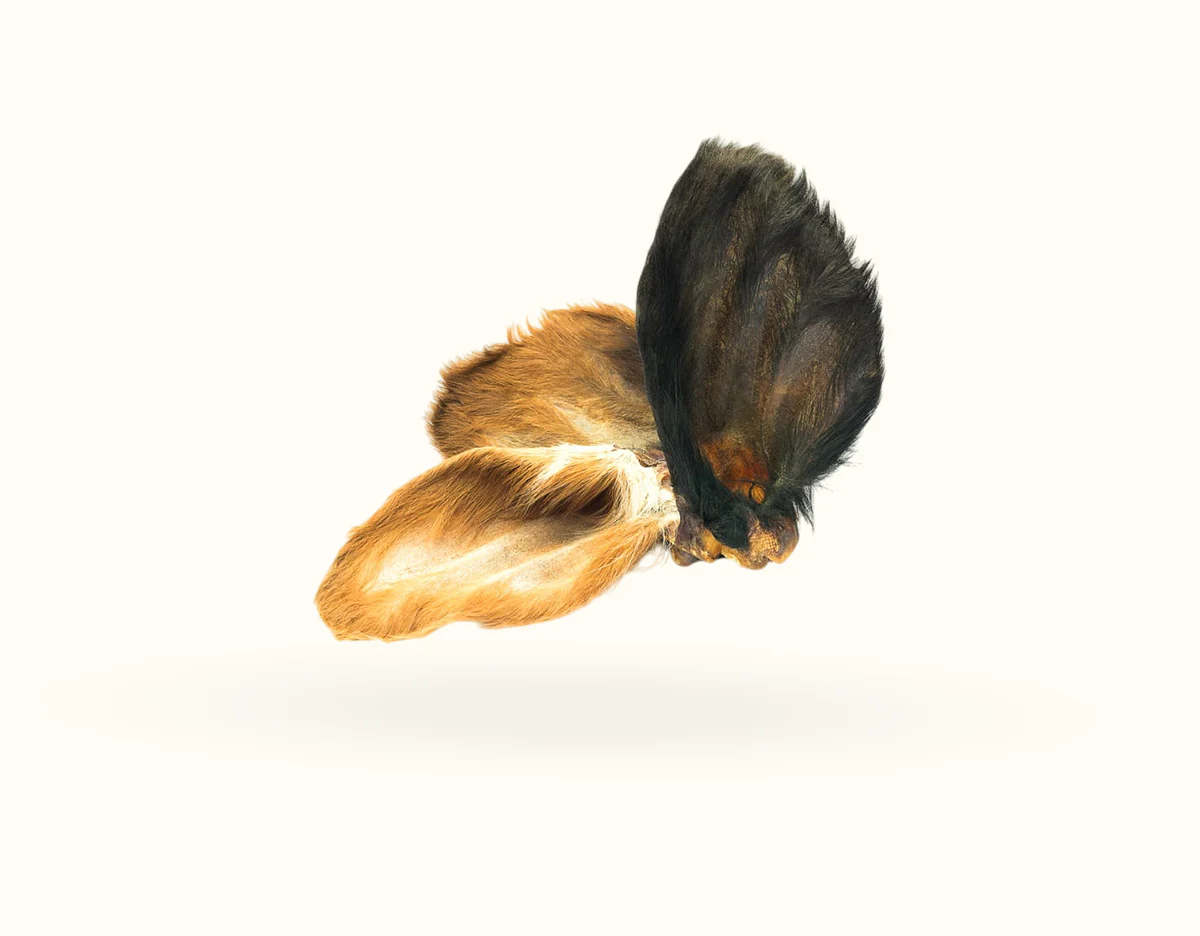 Hairy cow ear