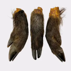 Wild boar foot