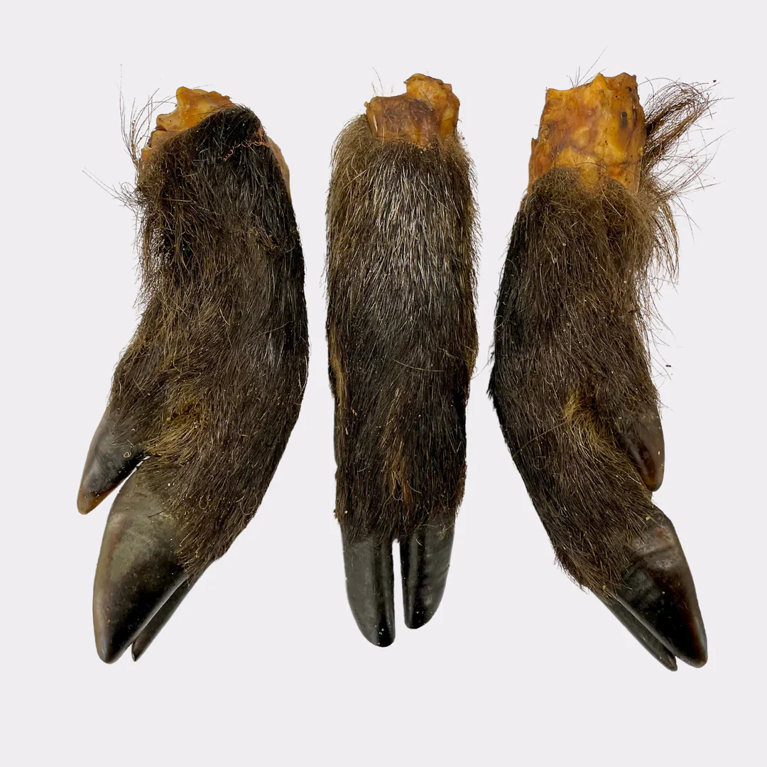 Wild boar foot