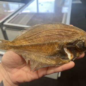 Whole Dab fish (20)